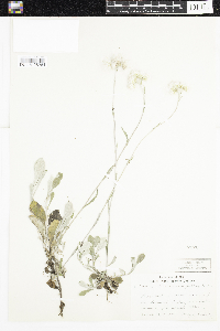 Antennaria parlinii subsp. fallax image