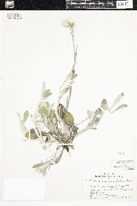 Antennaria parlinii subsp. fallax image