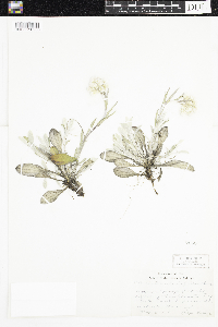 Antennaria parlinii subsp. fallax image