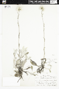 Antennaria parlinii subsp. fallax image