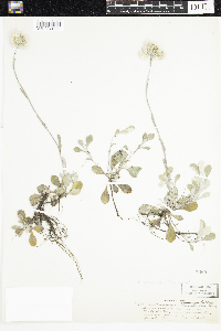 Antennaria parlinii subsp. fallax image