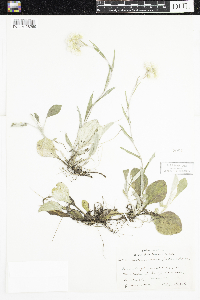Antennaria parlinii subsp. fallax image