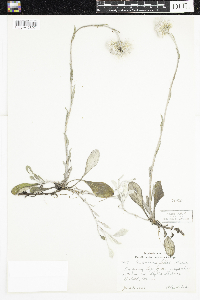 Antennaria parlinii subsp. fallax image