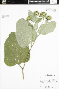 Arctium lappa image
