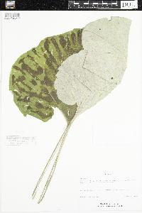 Arctium lappa image