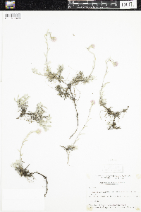 Antennaria rosea image