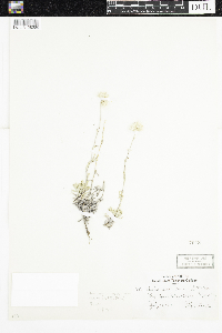 Antennaria rosea image