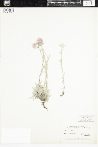 Antennaria rosea image