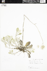 Antennaria plantaginifolia image