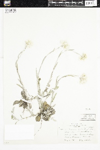 Antennaria plantaginifolia image