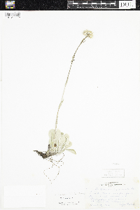 Antennaria plantaginifolia image