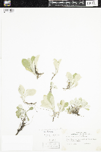 Antennaria plantaginifolia image