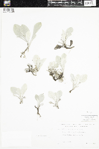 Antennaria parlinii subsp. fallax image
