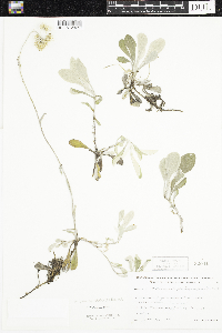 Antennaria plantaginifolia image