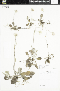 Antennaria plantaginifolia image
