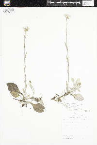 Antennaria plantaginifolia image