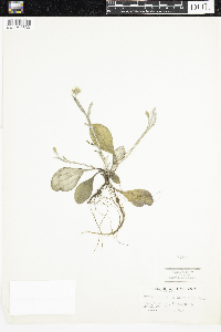 Antennaria plantaginifolia image