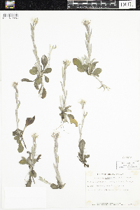 Antennaria plantaginifolia image