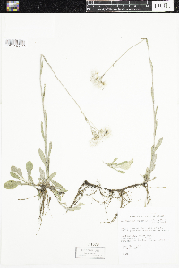 Antennaria plantaginifolia image