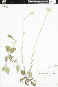 Antennaria plantaginifolia image