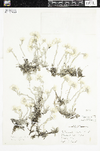 Media resource of Antennaria parvifolia