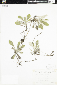 Antennaria parlinii subsp. fallax image