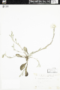 Antennaria parlinii subsp. fallax image