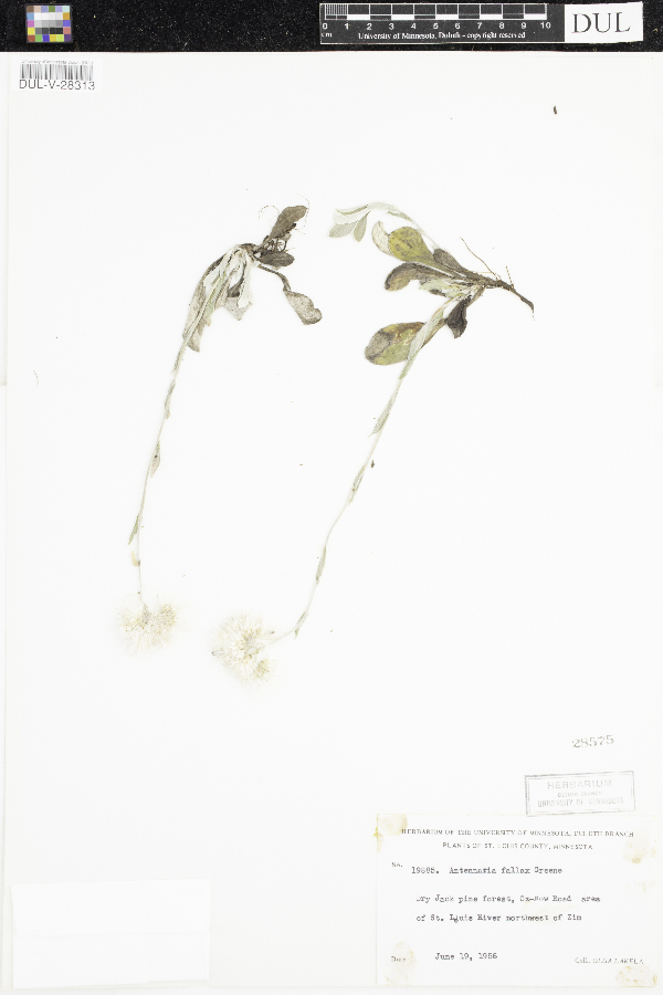 Antennaria parlinii image