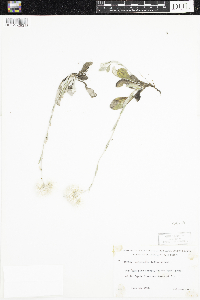 Antennaria parlinii subsp. fallax image