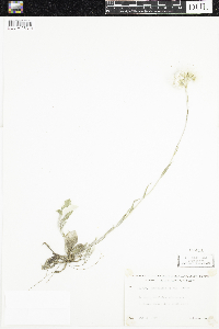Antennaria parlinii subsp. fallax image