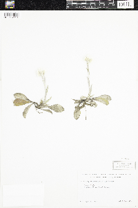 Antennaria parlinii subsp. fallax image
