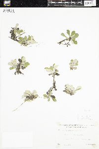 Antennaria parlinii image