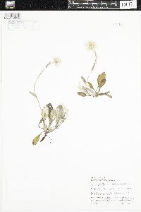 Antennaria parlinii subsp. fallax image