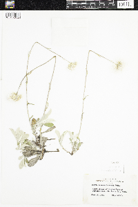 Antennaria parlinii subsp. fallax image