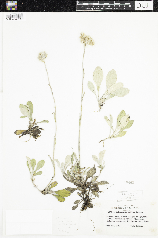 Antennaria parlinii subsp. fallax image