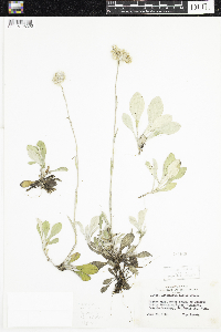 Antennaria parlinii image