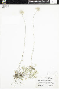 Antennaria parlinii subsp. fallax image