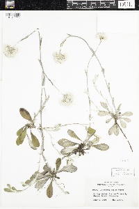 Antennaria parlinii subsp. fallax image