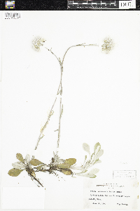 Antennaria parlinii subsp. fallax image