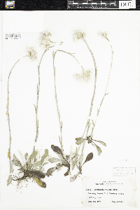 Antennaria parlinii subsp. fallax image
