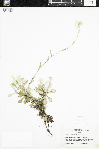 Antennaria parlinii subsp. fallax image