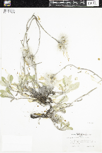 Antennaria parlinii subsp. fallax image