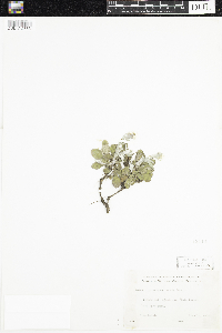 Antennaria parlinii subsp. fallax image