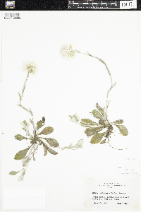 Antennaria parlinii subsp. fallax image