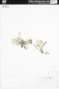 Antennaria parlinii subsp. fallax image