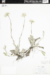 Antennaria parlinii subsp. fallax image