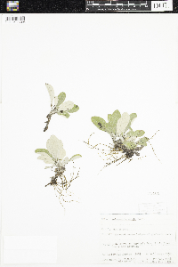 Antennaria parlinii subsp. fallax image