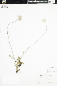 Antennaria parlinii subsp. fallax image