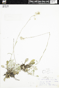 Antennaria parlinii subsp. fallax image