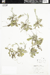 Antennaria parlinii subsp. fallax image
